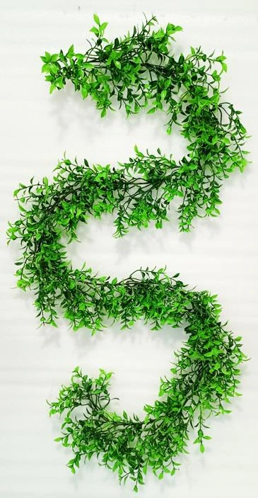 Ruscus Hoya Bella Leaf Creeper 360cm